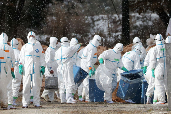 国际禽流感疫情蔓延！日本25日起将扑杀9万多羽！